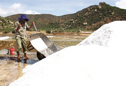 Cả nước có 7 đồng muối lớn thì riêng tỉnh Ninh Thuận có 3 đồng muối lớn là Cà Ná, Tri Hải và Đầm Vua Cả nước có 7 đồng muối lớn thì riêng tỉnh Ninh Thuận có 3 đồng muối lớn là Cà Ná, Tri Hải và Đầm Vua