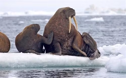 Những chú hải mã Thái Bình Dương đang ngồi trên một tảng băng trôi ở biển Chukchi, Alaska Những chú hải mã Thái Bình Dương đang ngồi trên một tảng băng trôi ở biển Chukchi, Alaska