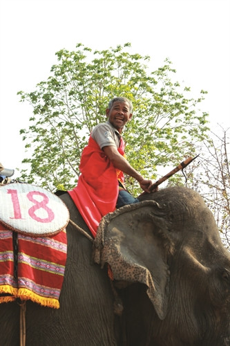 Hội thi còn thể hiện sự khéo léo, niềm đam mê của những người chăn voi