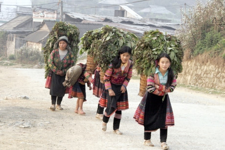 Rau rừng nặng trĩu trên lưng, phụ nữ dân tộc Mông luôn là lực lượng lao động chính của gia đình. Rau rừng nặng trĩu trên lưng, phụ nữ dân tộc Mông luôn là lực lượng lao động chính của gia đình.