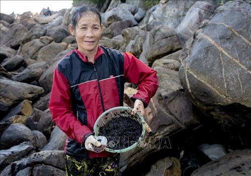 Khoảng tháng 10, sau những đợt mưa kéo dài, mứt biển bắt đầu mọc trên các rạn đá, người dân vào mùa thu hái. Ảnh: Văn Dũng - TTXVN