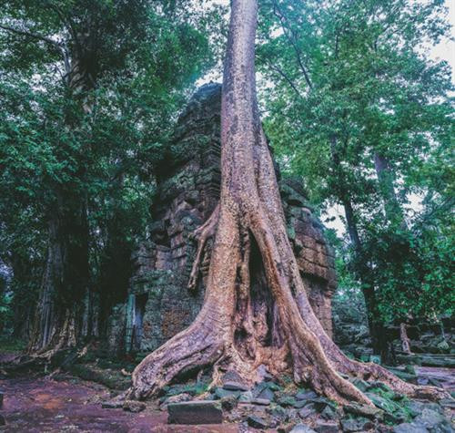 Ta Prohm - ngôi đền của những rễ cây kỳ dị ảnh 3 Ta Prohm - ngôi đền của những rễ cây kỳ dị ảnh 3
