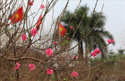 Những cành đào đã lốm đốm ra hoa, phục vụ khách chơi đào sớm. Ảnh: Thành Đạt - TTXVN Dự báo đào Tết năm nay nở muộn, người trồng đào phải rất vất vả chăm sóc để điều chỉnh hoa nở đúng dịp Tết. Ảnh: Thành Đạt - TTXVN Còn gần 1 tháng nữa mới đến Tết, nhưng nhiều gia đình đã mang đào ra phố Lạc Long Quân để bán. Ảnh: Thành Đạt - TTXVN Giống đào "Thất thốn" rất hiếm có giá vài chục triệu, có cây lên đến trăm triệu. Ảnh: Thành Đạt - TTXVN Đa phần các vườn đào Nhật Tân vẫn chưa ra hoa. Ảnh: Thành Đạt - TTXVN Đào Tết xuống phố sớm trên đường Lạc Long Quân. Ảnh: Thành Đạt - TTXVN Trên đường Lạc Long Quân một số chủ vườn đã bày bán đào Tết. Ảnh: Thành Đạt - TTXVN Dự báo đào Tết năm nay nở muộn, người trồng đào phải rất vất vả chăm sóc để điều chỉnh hoa nở đúng dịp Tết. Ảnh: Thành Đạt - TTXVN Những cành đào đã lốm đốm ra hoa, phục vụ khách chơi đào sớm. Ảnh: Thành Đạt - TTXVN Dự báo đào Tết năm nay nở muộn, người trồng đào phải rất vất vả chăm sóc để điều chỉnh hoa nở đúng dịp Tết. Ảnh: Thành Đạt - TTXVN Còn gần 1 tháng nữa mới đến Tết, nhưng nhiều gia đình đã mang đào ra phố Lạc Long Quân để bán. Ảnh: Thành Đạt - TTXVN Giống đào "Thất thốn" rất hiếm có giá vài chục triệu, có cây lên đến trăm triệu. Ảnh: Thành Đạt - TTXVN Đa phần các vườn đào Nhật Tân vẫn chưa ra hoa. Ảnh: Thành Đạt - TTXVN Đào Tết xuống phố sớm trên đường Lạc Long Quân. Ảnh: Thành Đạt - TTXVN Trên đường Lạc Long Quân một số chủ vườn đã bày bán đào Tết. Ảnh: Thành Đạt - TTXVN Dự báo đào Tết năm nay nở muộn, người trồng đào phải rất vất vả chăm sóc để điều chỉnh hoa nở đúng dịp Tết. Ảnh: Thành Đạt - TTXVN