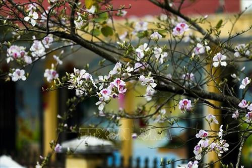 Vẻ đẹp hoa Ban tượng trưng cho sự thủy trung của người con gái vùng cao Tây Bắc. Ảnh: Phan Tuấn Anh - TTXVN Vẻ đẹp hoa Ban tượng trưng cho sự thủy trung của người con gái vùng cao Tây Bắc. Ảnh: Phan Tuấn Anh - TTXVN