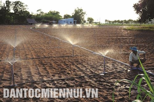 Ðồng bào Khmer ứng dụng mô hình tưới phun sương tiết kiệm nước trên diện tích lạc mới xuống giống ở ấp Sóc Giụp, xã Long Sơn, huyện Cầu Ngang (Trà Vinh). Ảnh: An Hiếu Nhà vườn ở xã Nguyệt Hóa, huyện Châu Thành thu hoạch thanh long ruột đỏ trái vụ. Ảnh: An Hiếu