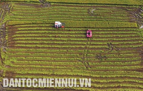 Phân loại lác sau khi thu hoạch tại xã Ðức Mỹ, huyện Càng Long. Ảnh: An Hiếu Mô hình cánh đồng mẫu lớn tại xã Phước Hưng, huyện Trà Cú. Ảnh: An Hiếu Người dân ở xã Ðức Mỹ, huyện Càng Long dệt thảm từ sơ dừa. Ảnh: An Hiếu