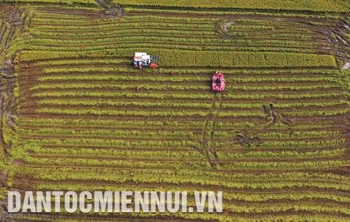 Phân loại lác sau khi thu hoạch tại xã Ðức Mỹ, huyện Càng Long. Ảnh: An Hiếu Mô hình cánh đồng mẫu lớn tại xã Phước Hưng, huyện Trà Cú. Ảnh: An Hiếu Người dân ở xã Ðức Mỹ, huyện Càng Long dệt thảm từ sơ dừa. Ảnh: An Hiếu