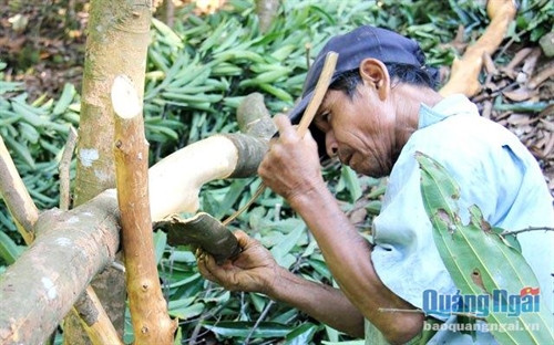 Tranh thủ thời tiết thuận lợi, người dân lên rừng khai thác quế