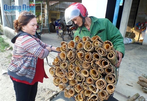 Giá cao, đầu ra ổn định mang lại niềm vui lớn cho người trồng quế