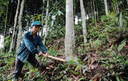 Người dân xã Cốc Lầu, huyện Bắc Hà, chăm sóc rừng trồng. Ảnh: baolaocai.vn Người dân xã Cốc Lầu, huyện Bắc Hà, chăm sóc rừng trồng. Ảnh: baolaocai.vn