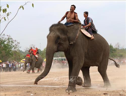 Pha tranh chấp bóng trong phần thi voi đá bóng. Ảnh: Tuấn Anh - TTXVN Pha tranh chấp bóng trong phần thi voi đá bóng. Ảnh: Tuấn Anh - TTXVN Pha khống chế bóng tốt của “vận động viên voi” trong phần thi voi đá bóng. Ảnh: Tuấn Anh - TTXVN Phần thi voi chạy đua tại Hội voi. Ảnh: Tuấn Anh - TTXVN Voi tăng tốc cán đích. Ảnh: Tuấn Anh - TTXVN Voi tăng tốc cán đích. Ảnh: Tuấn Anh - TTXVN Voi tăng tốc cán đích. Ảnh: Tuấn Anh - TTXVN Voi dự tiệc “bufet” sau phần thi chạy đua. Ảnh: Tuấn Anh - TTXVN Pha tranh chấp bóng trong phần thi voi đá bóng. Ảnh: Tuấn Anh - TTXVN Pha tranh chấp bóng trong phần thi voi đá bóng. Ảnh: Tuấn Anh - TTXVN Pha khống chế bóng tốt của “vận động viên voi” trong phần thi voi đá bóng. Ảnh: Tuấn Anh - TTXVN Phần thi voi chạy đua tại Hội voi. Ảnh: Tuấn Anh - TTXVN Voi tăng tốc cán đích. Ảnh: Tuấn Anh - TTXVN Voi tăng tốc cán đích. Ảnh: Tuấn Anh - TTXVN Voi tăng tốc cán đích. Ảnh: Tuấn Anh - TTXVN Voi dự tiệc “bufet” sau phần thi chạy đua. Ảnh: Tuấn Anh - TTXVN