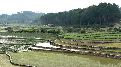 Suối La Hênh tưới nước cho các thửa ruộng bậc thang của dân làng Vi Ô Lắc. Ảnh: T.H Suối La Hênh tưới nước cho các thửa ruộng bậc thang của dân làng Vi Ô Lắc. Ảnh: T.H