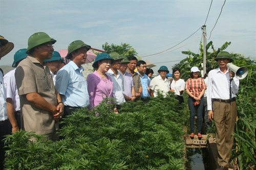 Đoàn khảo sát đến thăm mô hình trồng rau sạch theo tiêu chuẩn VietGap tại thị trấn Chúc Sơn.