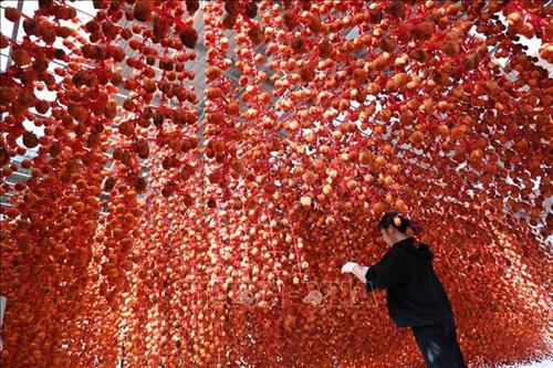 Những giàn hồng treo gió tại vườn hồng Lễ Vân. Ảnh: Nhật Anh - TTXVN Những giàn hồng treo gió tại vườn hồng Lễ Vân. Ảnh: Nhật Anh - TTXVN