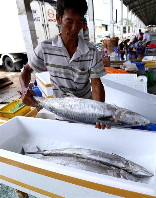 Đời sống nông dân Cà Mau không ngừng được cải thiện. Ảnh: Vũ Sinh - TTXVN Đời sống nông dân Cà Mau không ngừng được cải thiện. Ảnh: Vũ Sinh - TTXVN