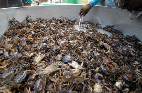 Cua đồng sinh sản quanh năm nếu môi trường thuận lợi. Ảnh: kythuatnuoitrong.edu.vn