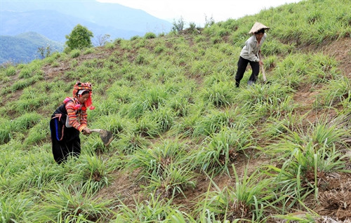 Nhiều hộ đồng bào dân tộc thiểu số ở Lai Châu đã sử dụng có hiệu quả vốn vay của Ngân hàng Chính sách Xã hội để phát triển kinh tế gia đình theo mô hình trồng cây công nghiêp cho hiệu quả kinh tế cao. Ảnh: TTXVN Nhiều hộ đồng bào dân tộc thiểu số ở Lai Châu đã sử dụng có hiệu quả vốn vay của Ngân hàng Chính sách Xã hội để phát triển kinh tế gia đình theo mô hình trồng cây công nghiêp cho hiệu quả kinh tế cao. Ảnh: TTXVN