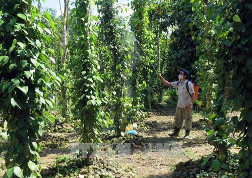 Phun thuốc chế phẩm sinh học để phòng trừ các loại nấm gây hại cho cây tiêu sau đợt mưa lũ. Ảnh: Đỗ Trưởng - TTXVN Phun thuốc chế phẩm sinh học để phòng trừ các loại nấm gây hại cho cây tiêu sau đợt mưa lũ. Ảnh: Đỗ Trưởng - TTXVN