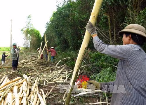 Phú Yên đóng cửa rừng tự nhiên, khai thác gỗ rừng trồng. Ảnh: Thế Lập–TTXVN