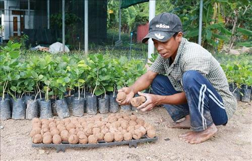 Kiểm tra chất lượng “bom hạt giống”. Ảnh: Nguyễn Thành – TTXVN Kiểm tra chất lượng “bom hạt giống”. Ảnh: Nguyễn Thành – TTXVN