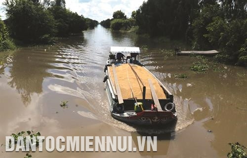 Thương lái thu mua, vận chuyển lúa cung ứng cho các nhà máy chế biến gạo xuất khẩu tại tỉnh Kiên Giang