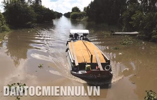 Thương lái thu mua, vận chuyển lúa cung ứng cho các nhà máy chế biến gạo xuất khẩu tại tỉnh Kiên Giang