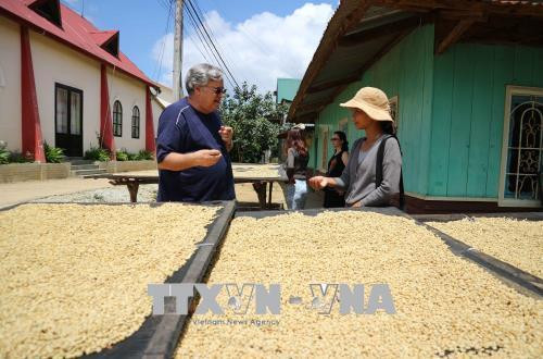 Ông Neil Sumer (du khách người Úc) tìm hiểu quy trình sản xuất cà phê Arabica của người dân tộc K’Ho. Ảnh: Nguyễn Dũng – TTXVN Ông Neil Sumer (du khách người Úc) tìm hiểu quy trình sản xuất cà phê Arabica của người dân tộc K’Ho. Ảnh: Nguyễn Dũng – TTXVN