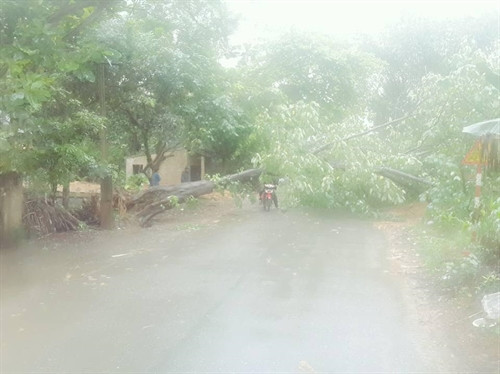 Gió lốc mạnh làm nhiều cây xanh bị quật đổ. Ảnh: TTXVN phát Gió lốc mạnh làm nhiều cây xanh bị quật đổ. Ảnh: TTXVN phát