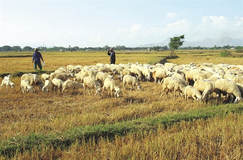 Các hộ chăn nuôi cừu chủ động di chuyển đàn cừu từ vùng hạn hán đến các cánh đồng vừa thu hoạch để tận dụng nguồn thức ăn cho gia súc