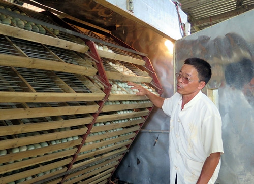 Ông Nguyễn Văn Lập kiểm tra trứng ấp.