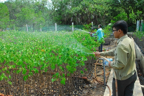 Cán bộ Ban quản lý rừng phòng hộ Cần Giờ chăm sóc và nhân giống cây đước, dà vôi, vẹt đen…để trồng rừng.