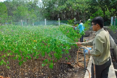 Cán bộ Ban quản lý rừng phòng hộ Cần Giờ chăm sóc và nhân giống cây đước, dà vôi, vẹt đen…để trồng rừng.