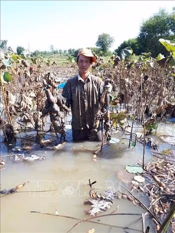 Thu hoạch củ sen của gia đình chị Nguyễn Thị Thanh Vân. Ảnh: Hoàng Nhị - TTXVN