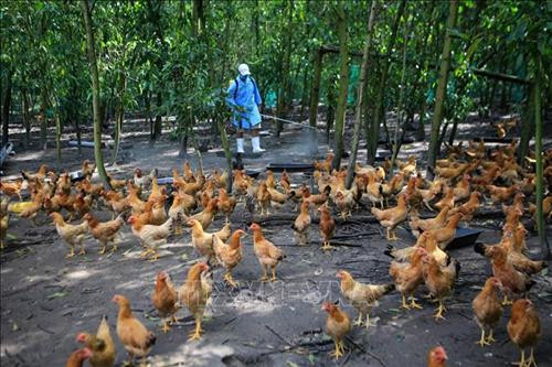 Phun thuốc tiêu độc khử trùng tại một trang trại chăn nuôi gà trên địa bàn thị xã Hương Thủy (Thừa Thiên - Huế). Ảnh: Hồ Cầu-TTXVN