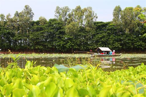 Tháng 9-11, búng Bình Thiên nhuộm sắc vàng của bông điên điển, bông nhút, sắc hồng của hoa sen. Ảnh: thegioidisan.vn Tháng 9-11, búng Bình Thiên nhuộm sắc vàng của bông điên điển, bông nhút, sắc hồng của hoa sen. Ảnh: thegioidisan.vn