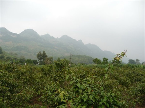 Để thu được hiệu quả kinh tế cao, người dân cần tuân theo một số kỹ thuật trồng cây xạ đen cơ bản