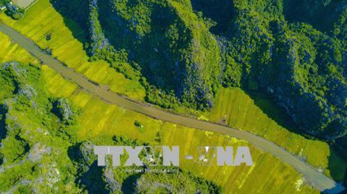 Cánh đồng lúa chín vàng nhìn từ đỉnh Hang Múa. Ảnh: Minh Đức - TTXVN Cánh đồng lúa chín vàng nhìn từ đỉnh Hang Múa. Ảnh: Minh Đức - TTXVN