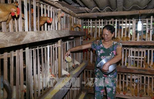 Nuôi gà thương phẩm tại hộ thành viên thuộc HTX nông nghiệp Quang Trung, huyện Đức Thọ, tỉnh Hà Tĩnh. Ảnh: Quang Quyết - TTXVN Nuôi gà thương phẩm tại hộ thành viên thuộc HTX nông nghiệp Quang Trung, huyện Đức Thọ, tỉnh Hà Tĩnh. Ảnh: Quang Quyết - TTXVN