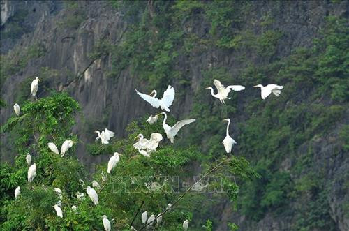 Trên những ngọn cây tràm xanh mướt là hàng nghìn, hàng vạn chú cò đang nghỉ ngơi sau một ngày kiếm ăn vất vả. Tiếng kêu của chúng làm xôn xao cả một vùng thiên nhiên tĩnh lặng. Ảnh: Minh Đức - TTXVN