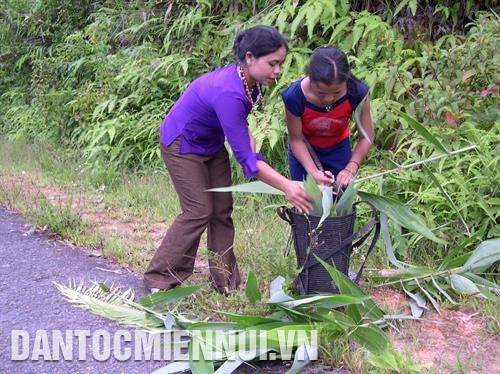 Để làm bánh sừng trâu, người Cơ-tu phải vào rừng tìm những chiếc lá đót to, dày. Ảnh: Nguyễn Văn Sơn.