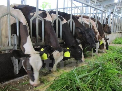 Sử dụng thức ăn đảm bảo chất lượng giúp bò tiết nhiều sữa . Ảnh: TTXVN Sử dụng thức ăn đảm bảo chất lượng giúp bò tiết nhiều sữa . Ảnh: TTXVN