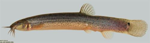 Cá chạch bùn - Misgurnus anguillicaudatus Cá chạch bùn - Misgurnus anguillicaudatus