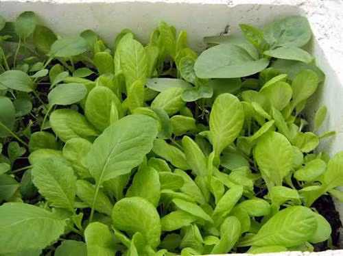Cải ngọt có thể trồng được nhiều vụ trong năm. Ảnh: cachtrongrausach.vn,