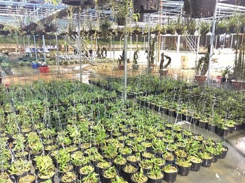 Ươm giống lan rừng. Ảnh : nongnghiep.vn Ươm giống lan rừng. Ảnh : nongnghiep.vn