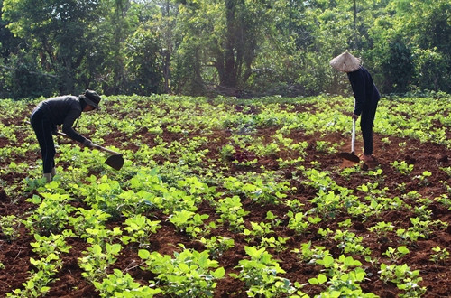 Ảnh minh họa- TTXVN