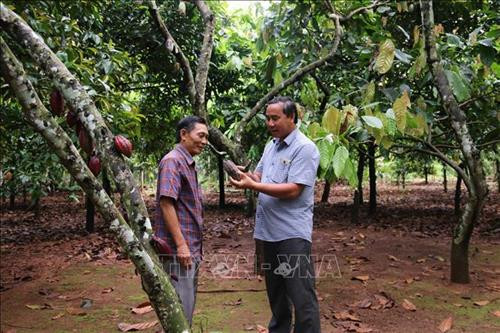 Cây ca cao được trồng nhiều nơi trong cả nước. Ảnh: Hoàng Thị Nhị - TTXVN Cây ca cao được trồng nhiều nơi trong cả nước. Ảnh: Hoàng Thị Nhị - TTXVN