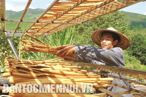 Toàn bộ thân, cành, rễ và lá của cây quế đều có thể chưng cất tinh dầu, làm thuốc, làm gia vị. Ảnh: Cao Hương