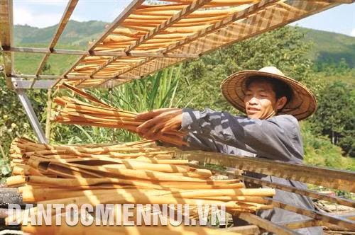 Toàn bộ thân, cành, rễ và lá của cây quế đều có thể chưng cất tinh dầu, làm thuốc, làm gia vị. Ảnh: Cao Hương