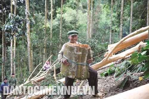 Người dân xã Nậm Đét thu hoạch vỏ quế. Ảnh: Cao Hương