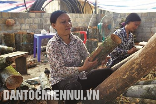 Đến nay, toàn xã Nậm Đét có gần 600 hộ tham gia trồng và khai thác lợi ích kinh tế từ cây quế. Ảnh: Cao Hương